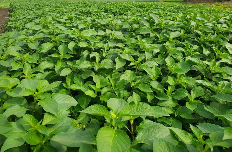 Organic African Fresh Vegetables – Farm-to-Table Leafy Greens & Produce