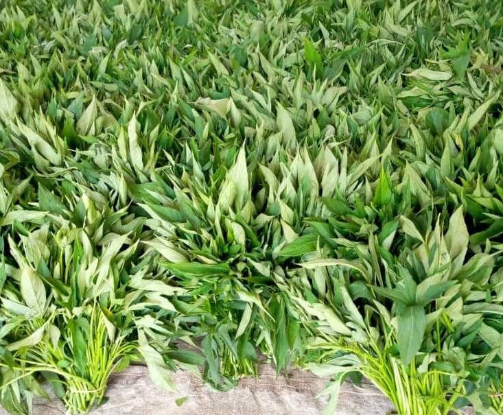 A field of lush green sweet potato leaves growing in the ground.