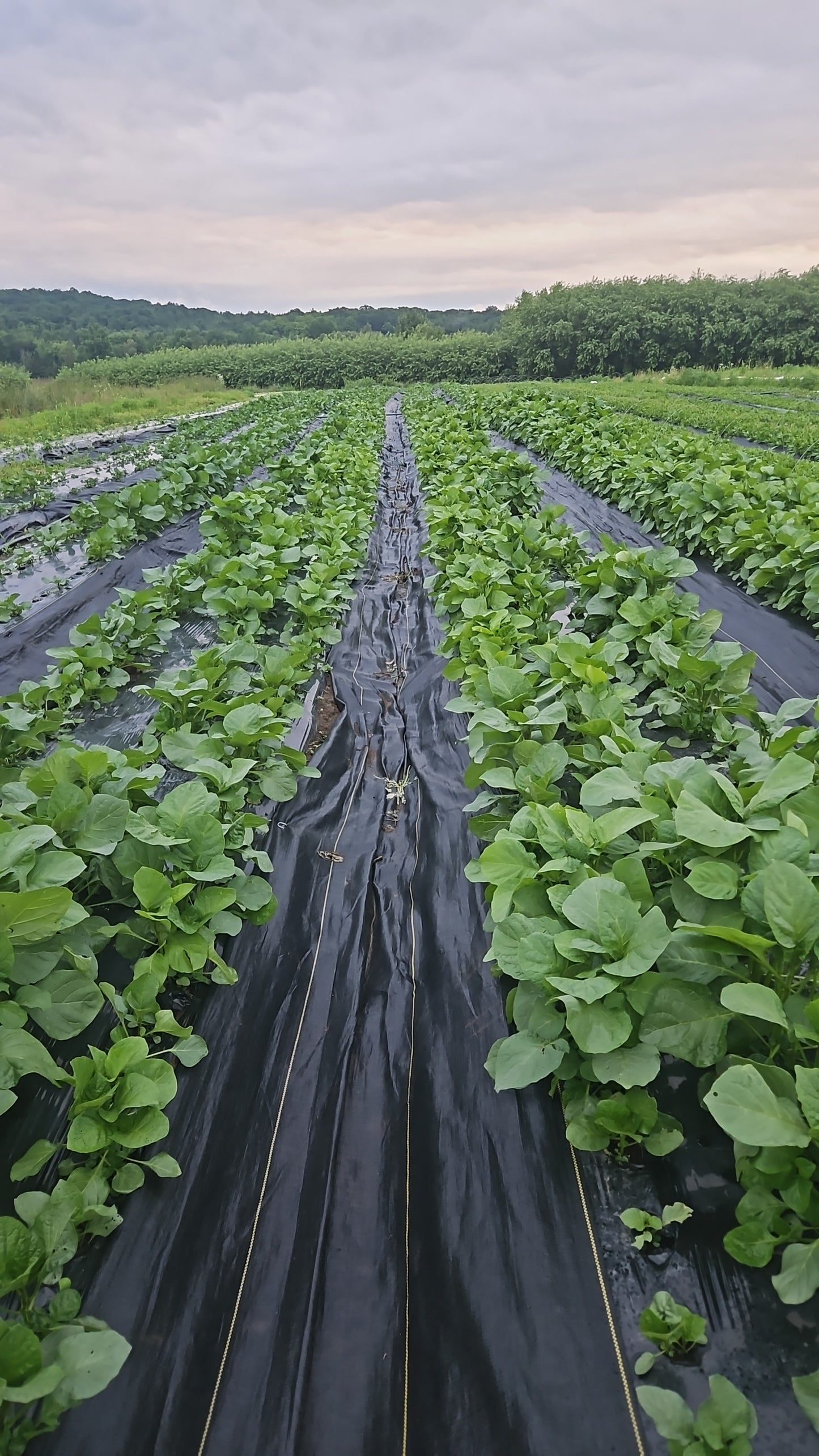 Aerial view of a field with green crops and black plastic mulch.