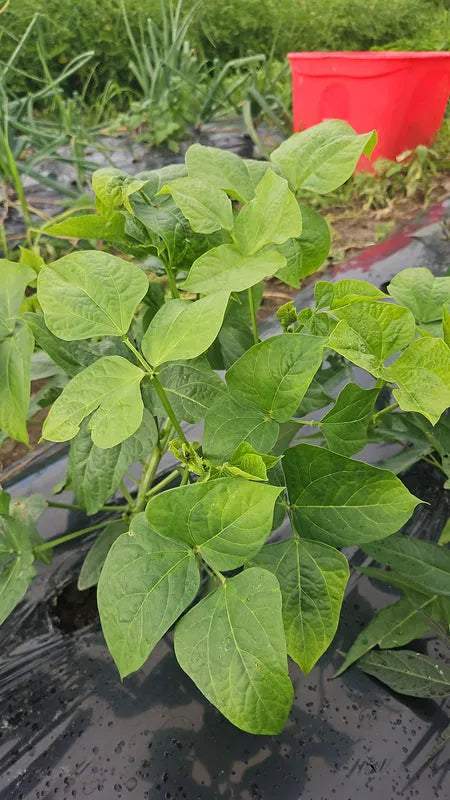 Fresh Cowpea Leaves (Gniebe/Ewaa) - Organic African greens for stews