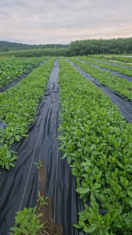 Fresh Waterleaf (Talinum) - Nigerian soup vegetable 02