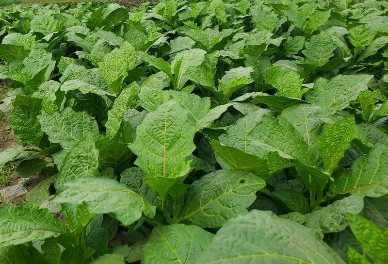 Frozen Anchia Leaves (Efo Igbo) - Ready-to-use African greens for Egusi soup 01