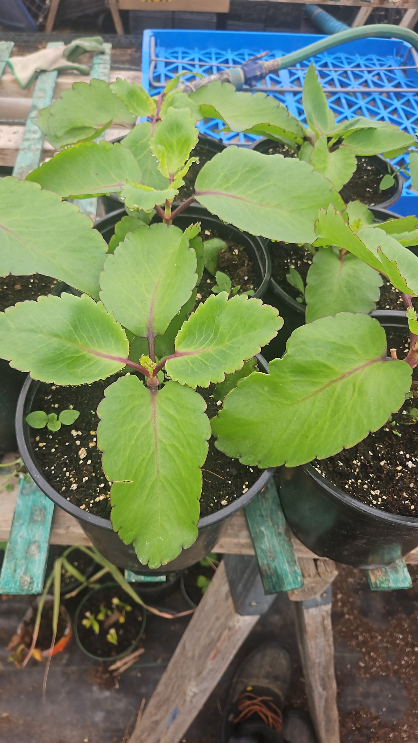 Green potted plant in a garden setting with blurred background