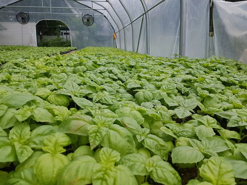 Basil Leaves – Organic Aromatic Herb (Basilic) | Pre-Order Now
