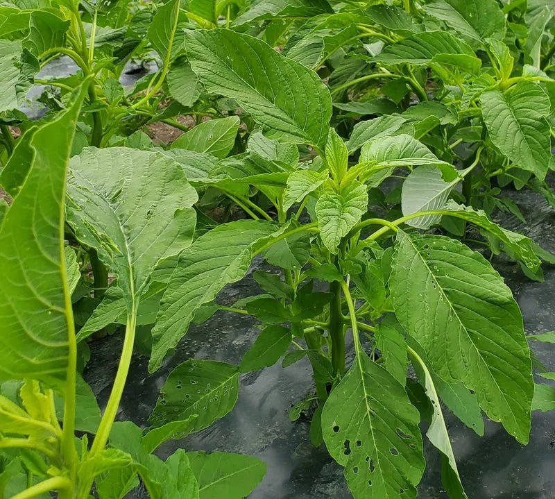 Frozen Bitekuteku (Amaranth) - African leafy greens 02