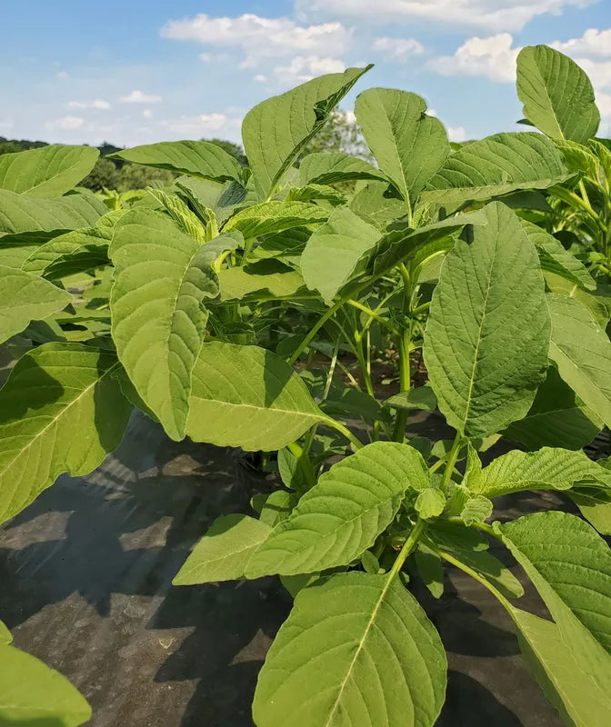 Frozen Bitekuteku (Amaranth) - African leafy greens 04