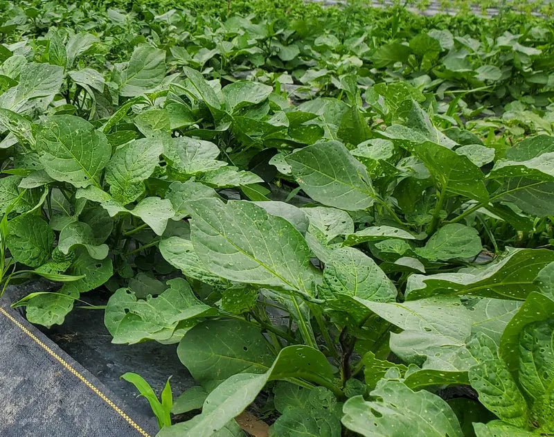 Frozen Njama Njama (Black Nightshade) - African leafy vegetable 06