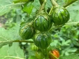 Organic Garden Egg (African Eggplant) - Traditional aubergine for stews 02