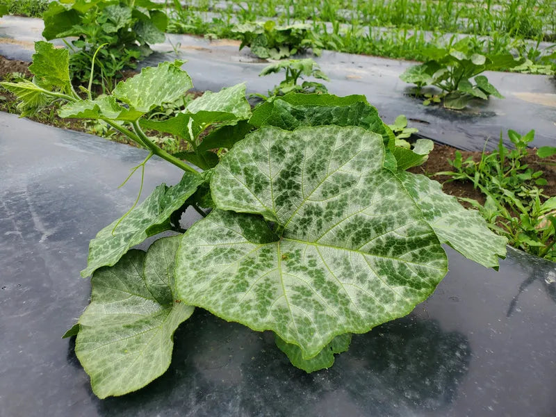 Fresh Pumpkin Leaves (Feuilles de Courge) - Organic African vegetable for soups 01