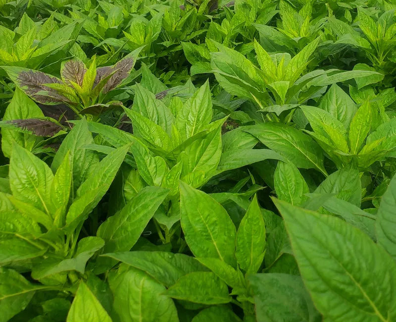 Organic Shoko Leaf (Efo Shoko) - West African greens for traditional recipes 01