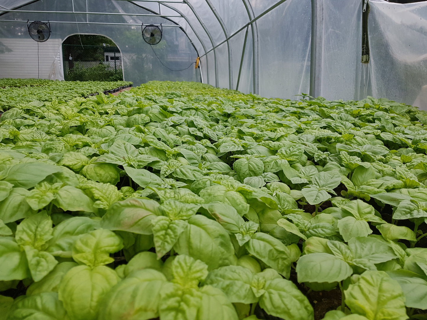 Fresh Scent leaf [Macep / African basil]