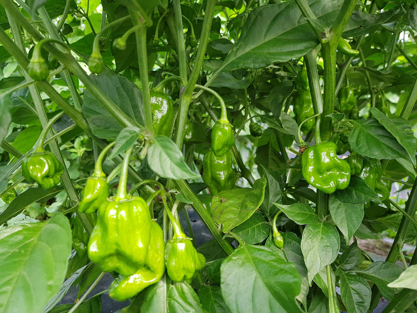 Fresh Hot pepper / Piment fort