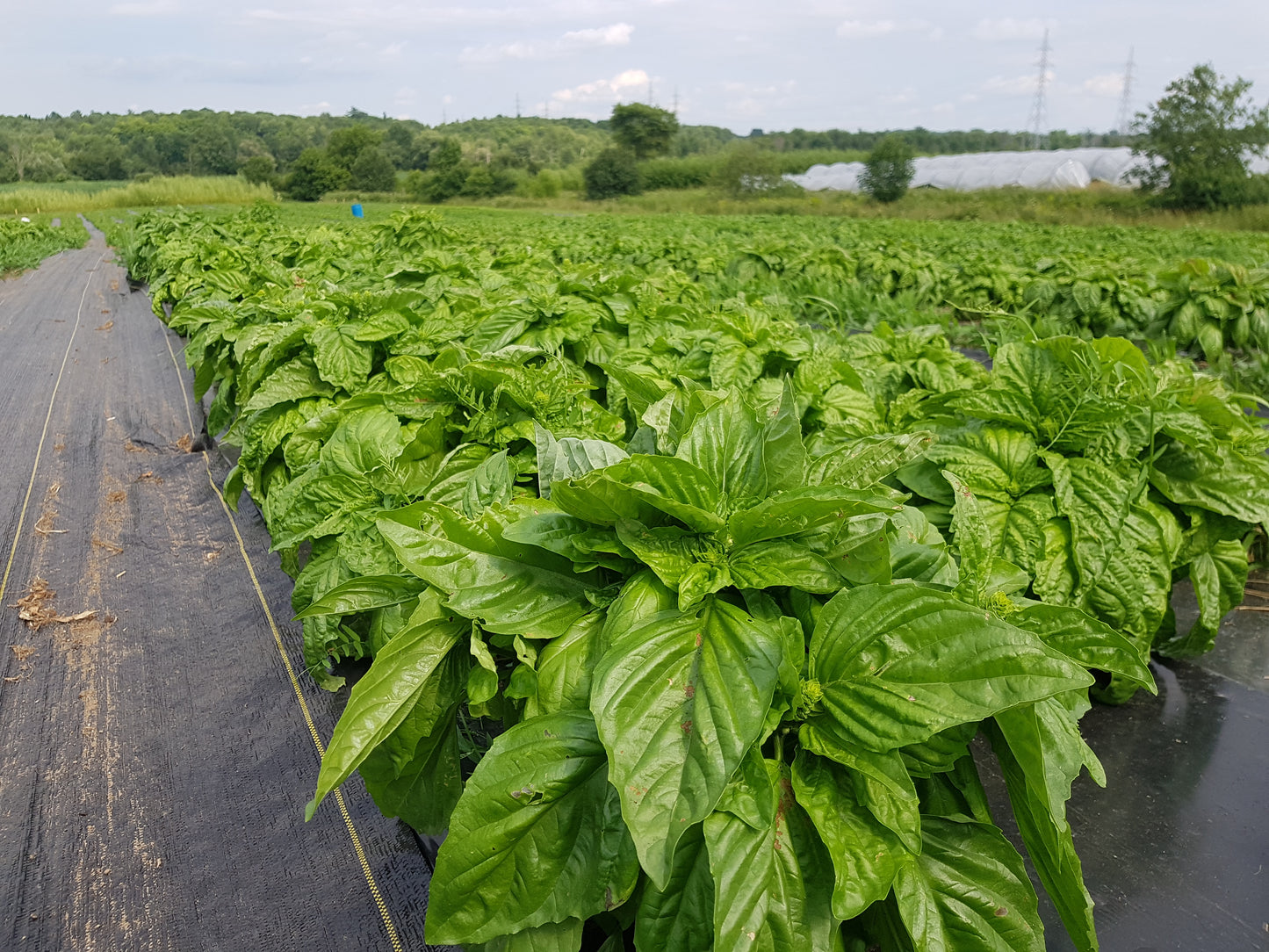 Fresh Scent leaf [Macep / African basil]