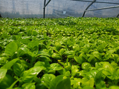 Fresh Scent leaf [Macep / African basil]