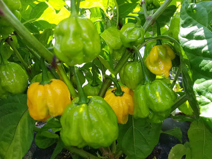 African Hot Peppers (Piment Fort) - Organic spicy chili for seasoning 03