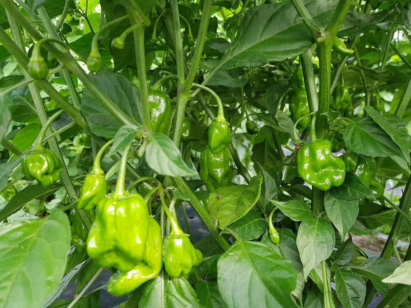 African Hot Peppers (Piment Fort) - Organic spicy chili for seasoning 01