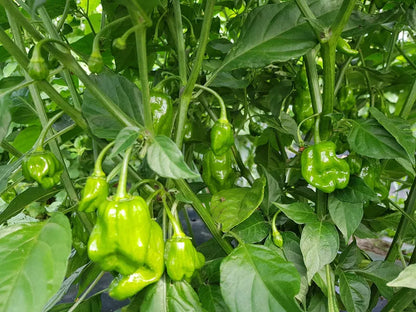 African Hot Peppers (Piment Fort) - Organic spicy chili for seasoning 01