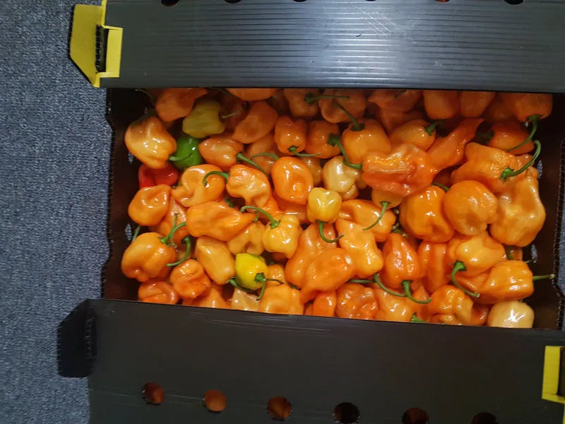 African Hot Peppers (Piment Fort) - Organic spicy chili for seasoning 02