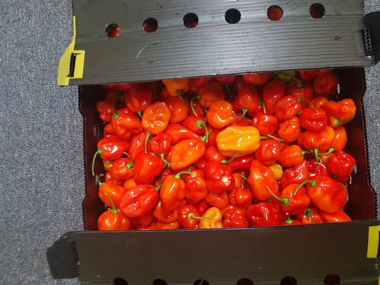 African Hot Peppers (Piment Fort) - Organic spicy chili for seasoning 03