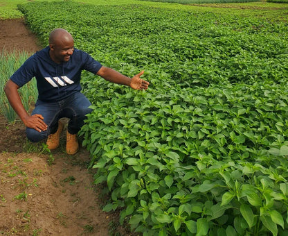 African Scent Leaf (Macep) - Medicinal herb for pepper soup 01