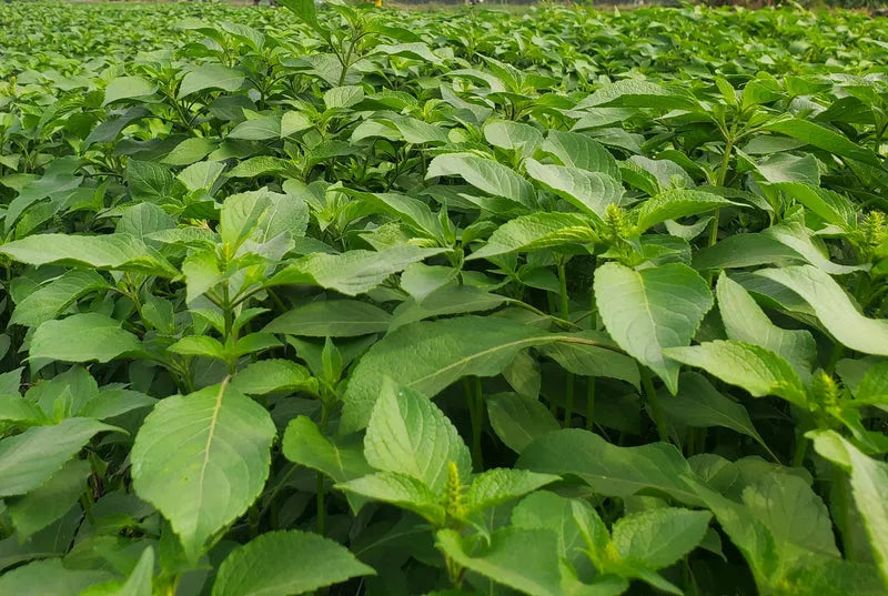 African Scent Leaf (Macep) - Medicinal herb for pepper soup 02