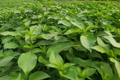 African Scent Leaf (Macep) - Medicinal herb for pepper soup 02