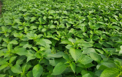 African Scent Leaf (Macep) - Medicinal herb for pepper soup 03