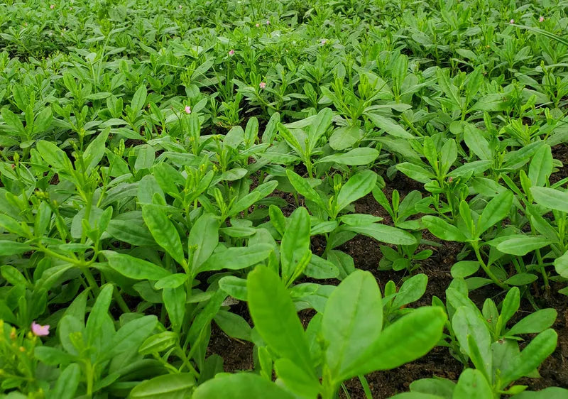 African Scent Leaf (Macep) - Medicinal herb for pepper soup 04