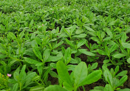 African Scent Leaf (Macep) - Medicinal herb for pepper soup 04