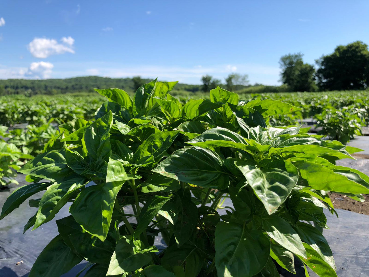 Fresh Scent leaf [Macep / African basil]