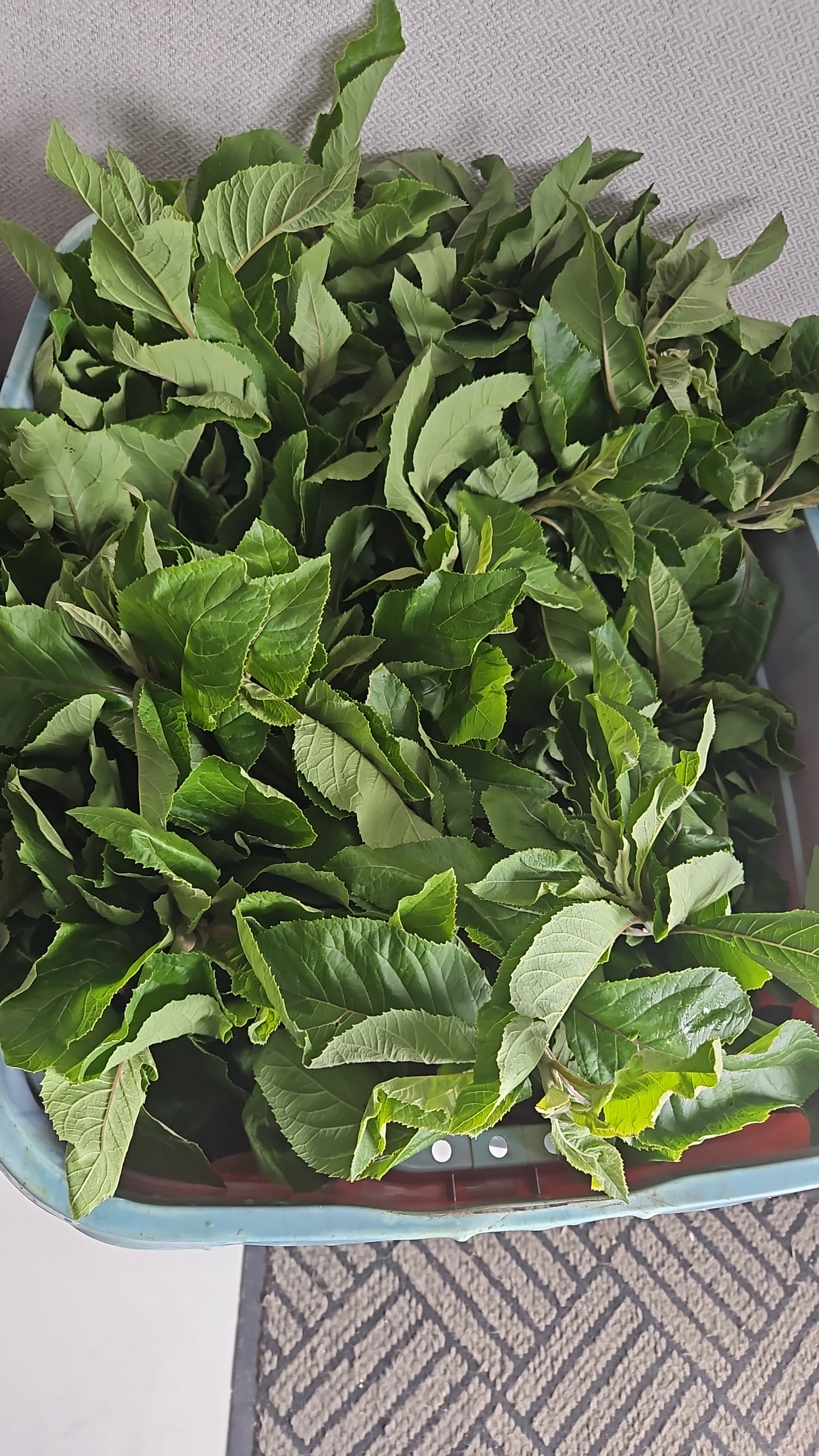 Bowl filled with green leaves on a neutral background