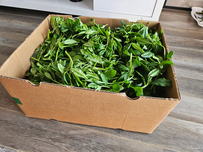 Box of fresh green leafy vegetables on a wooden floor