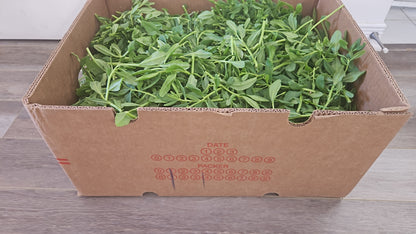 Box of fresh green leafy vegetables on a wooden floor
