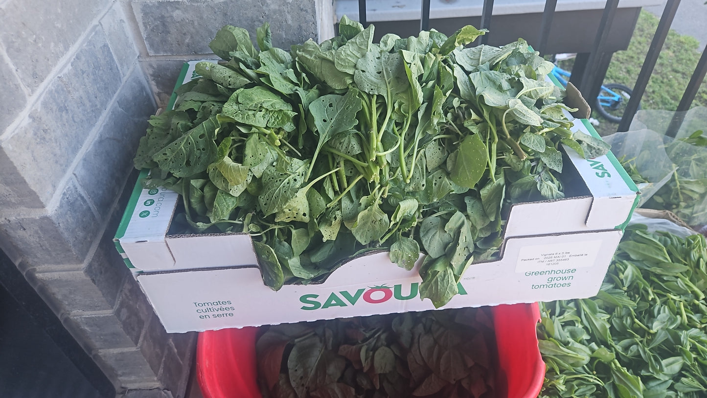 Box of fresh greens labeled 'Savour' on a balcony.
