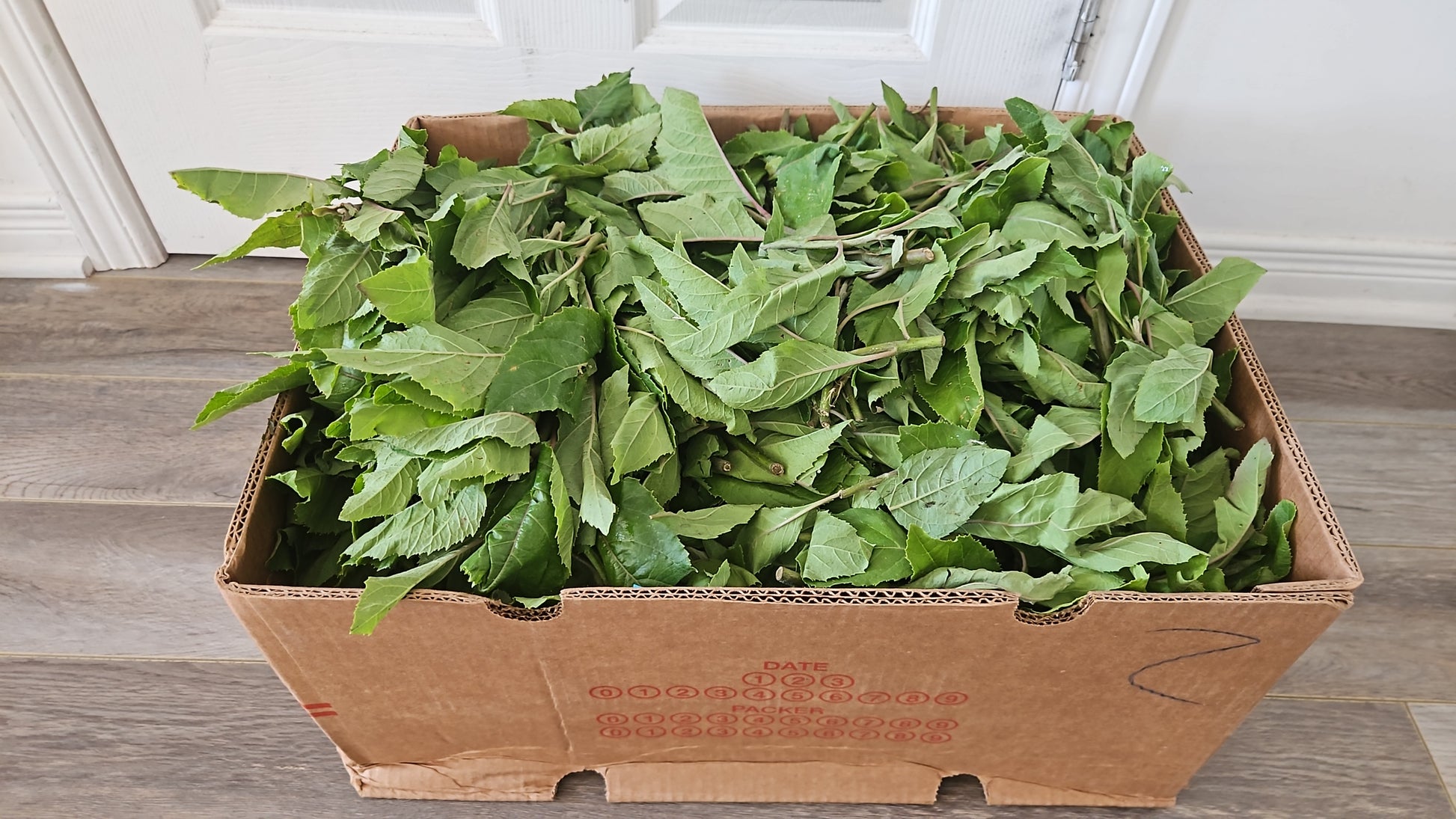 Cardboard box filled with green leafy vegetables on a wooden floor.