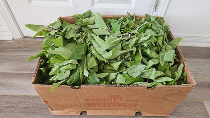 Cardboard box filled with green leafy vegetables on a wooden floor.