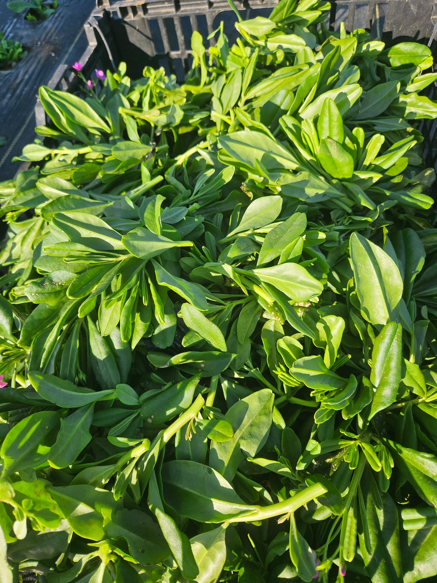 Close-up of a dense cluster of green leaves