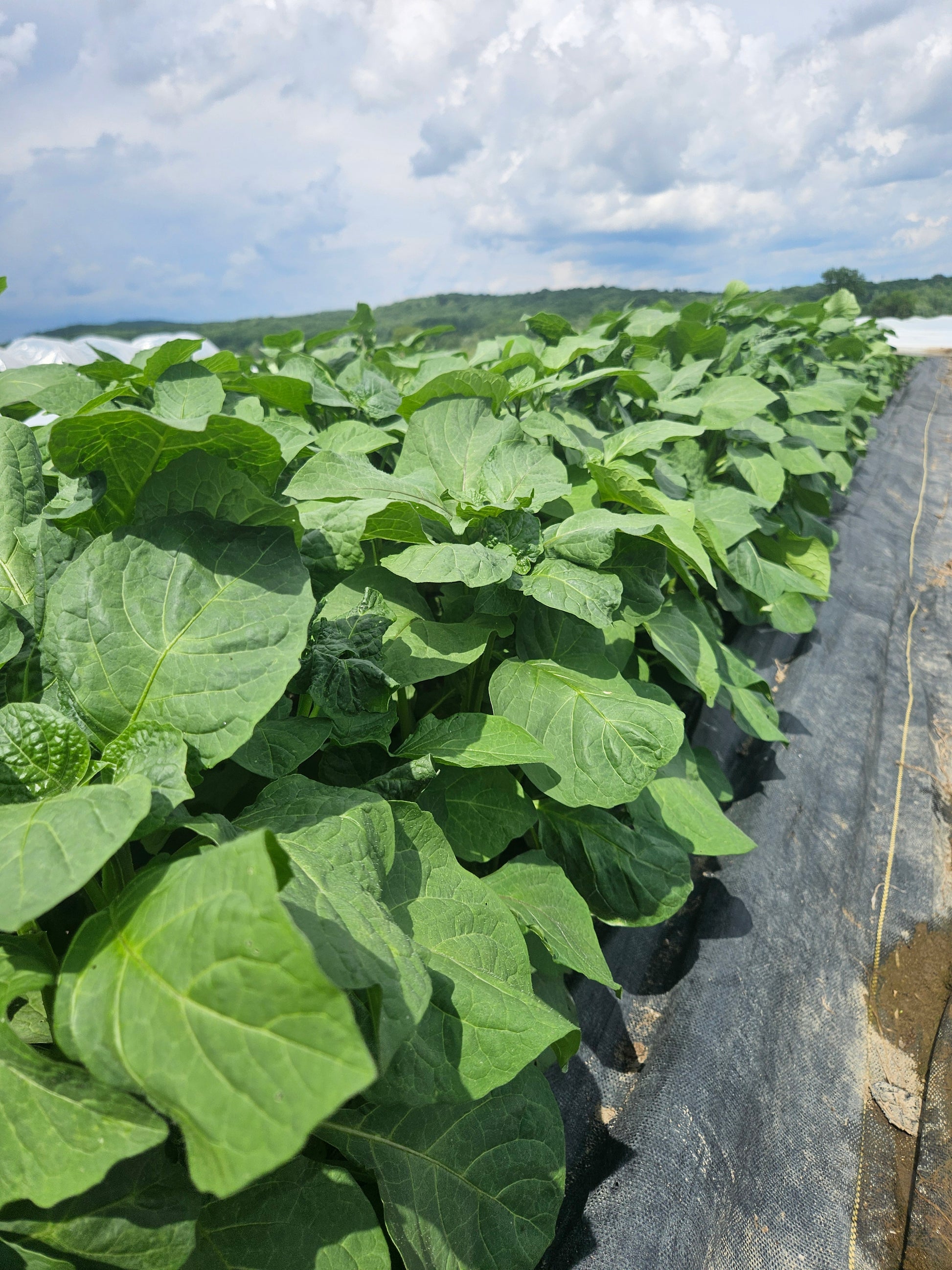 Close-up of green leafy plants growing against a stone wall.