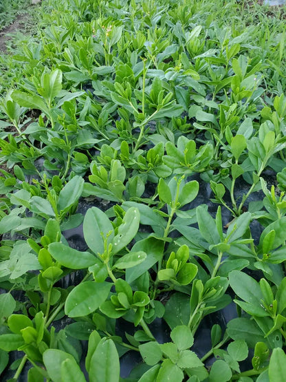 Close-up of green leafy plants in a garden setting