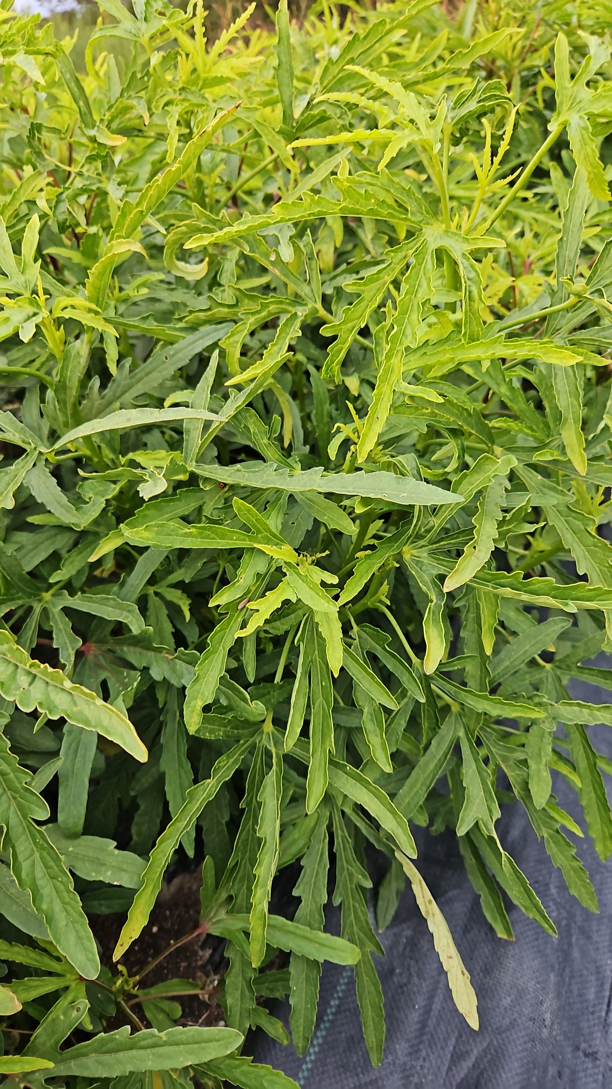 Close-up of green leafy plants with a blurred background