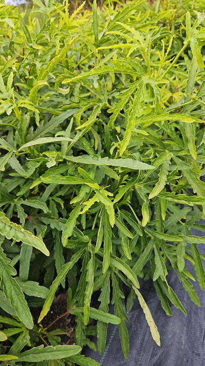 Close-up of green leafy plants with a blurred background
