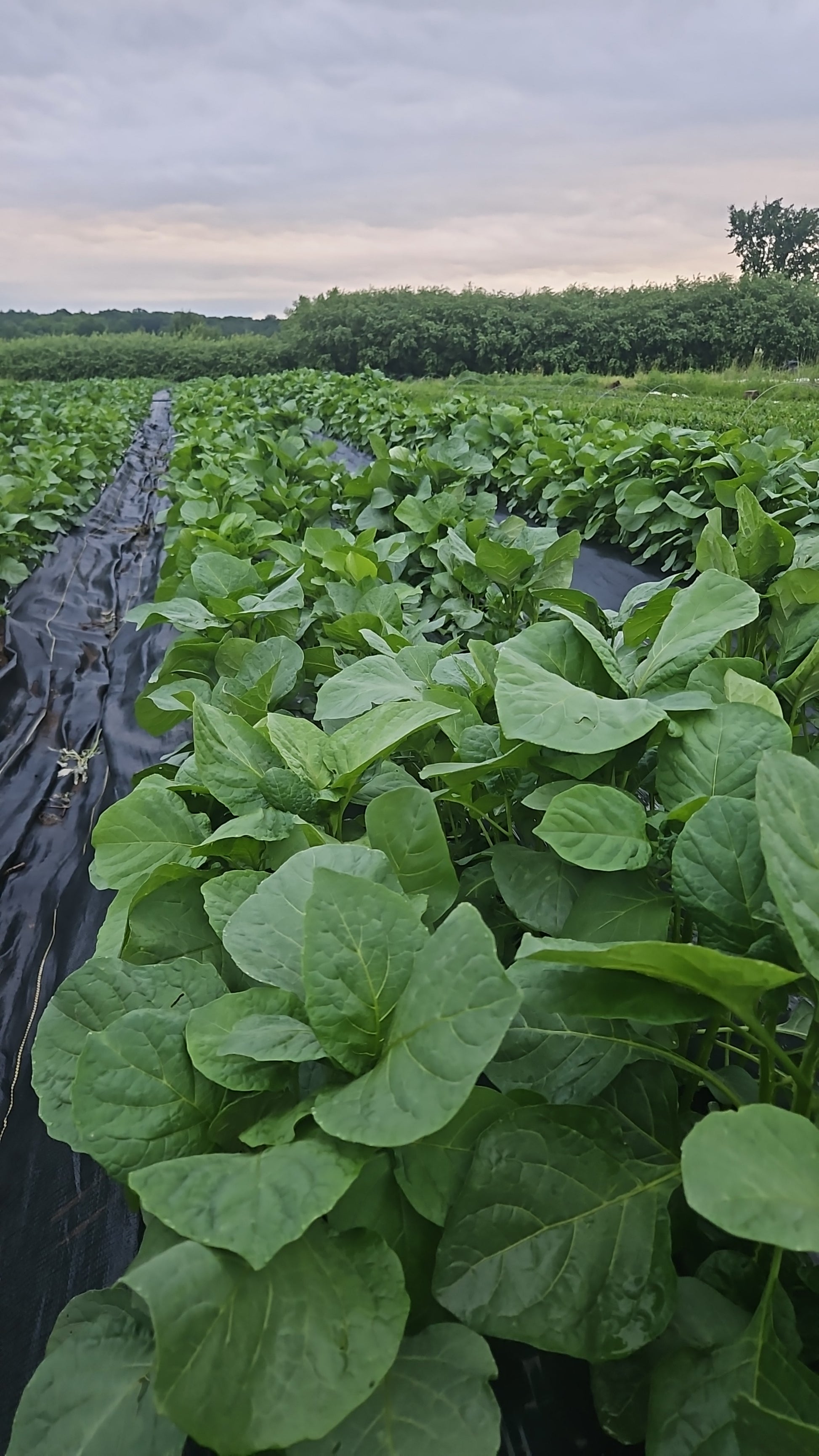 Close-up of green leafy plants with a blurred background