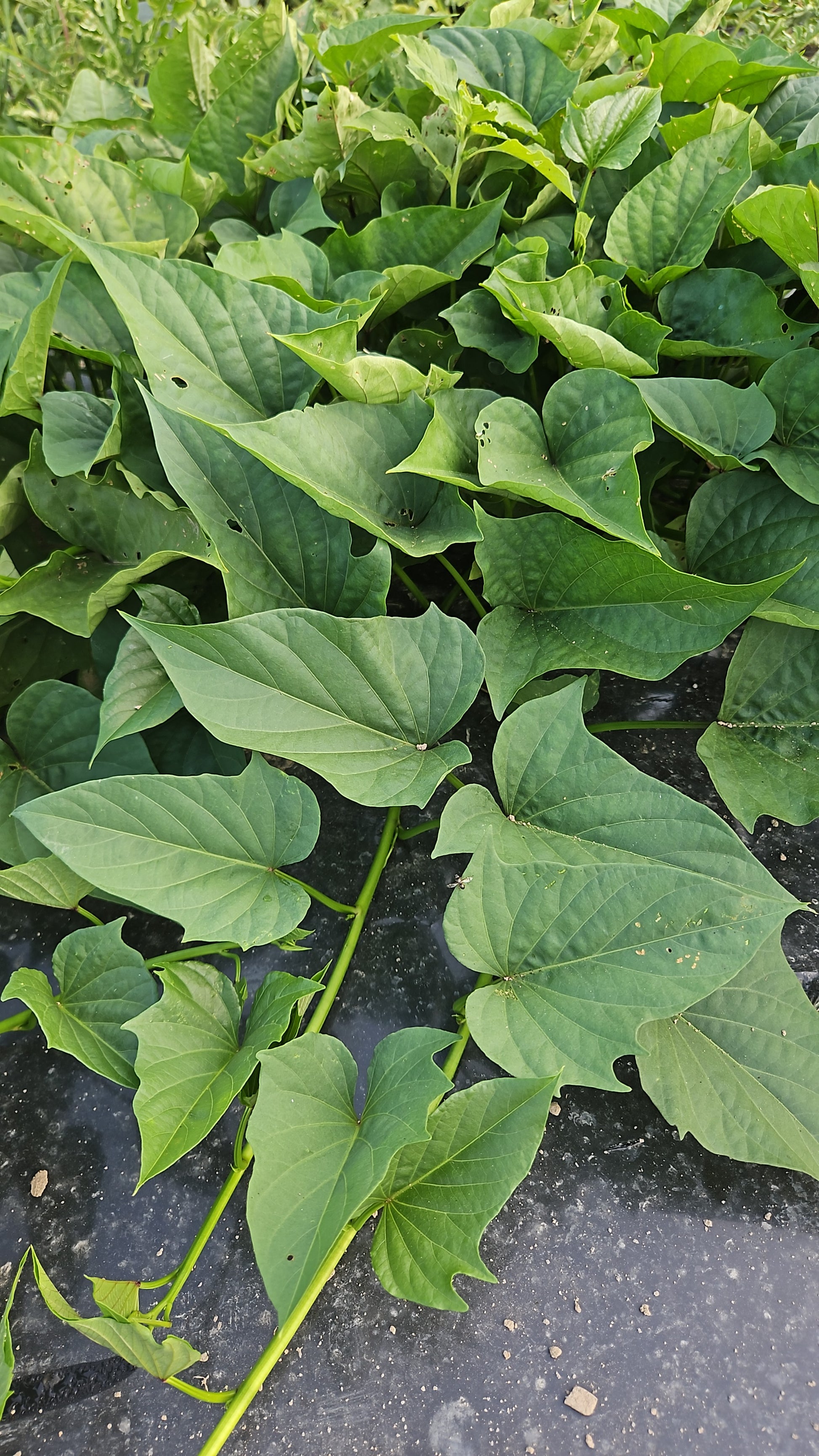 Close-up of green leaves on a dark surface