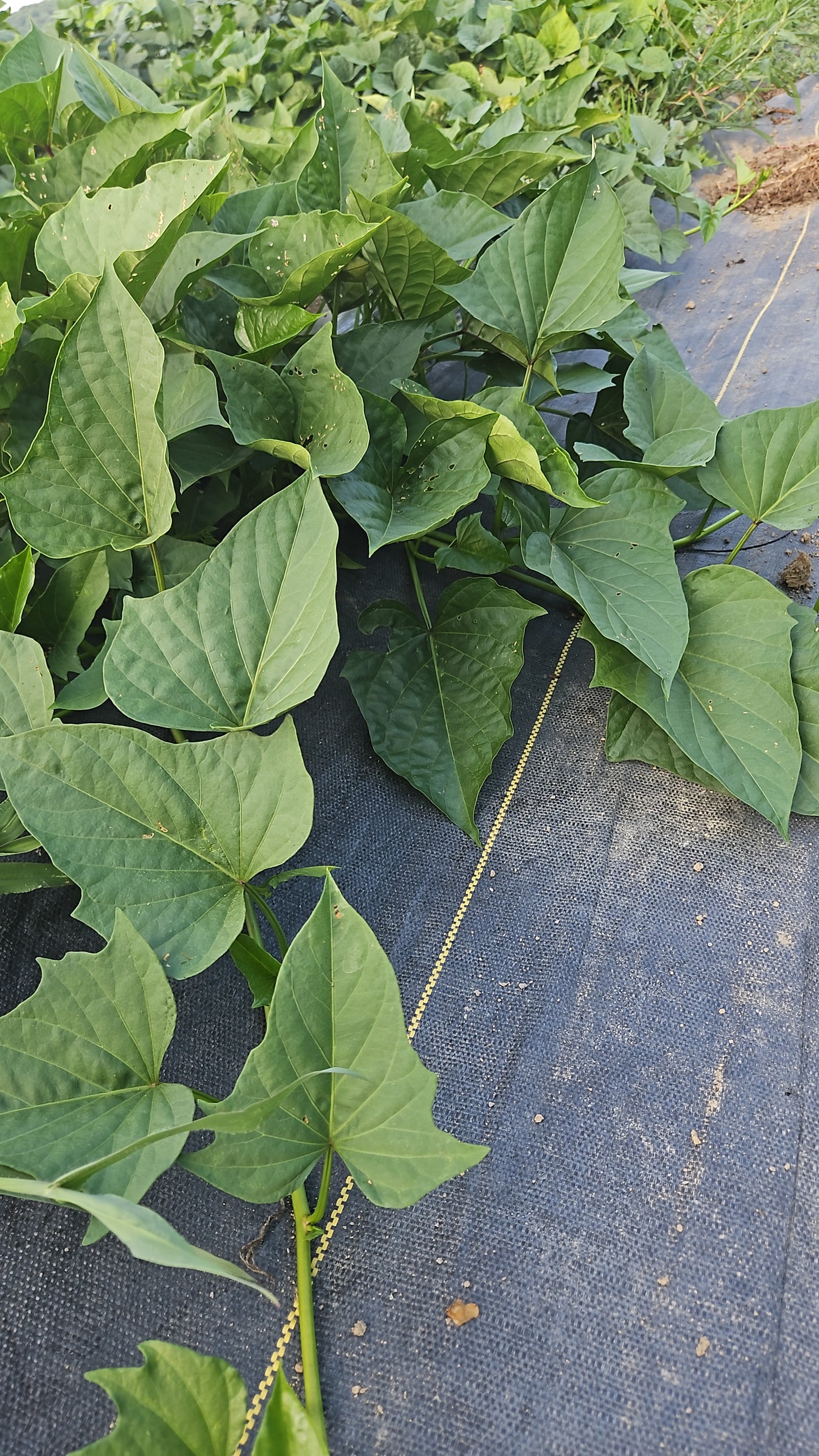 Close-up of green leaves on a textured surface