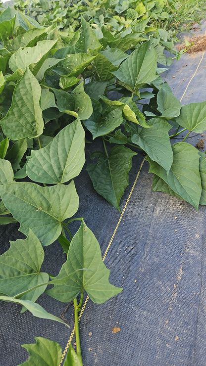 Close-up of green leaves on a textured surface