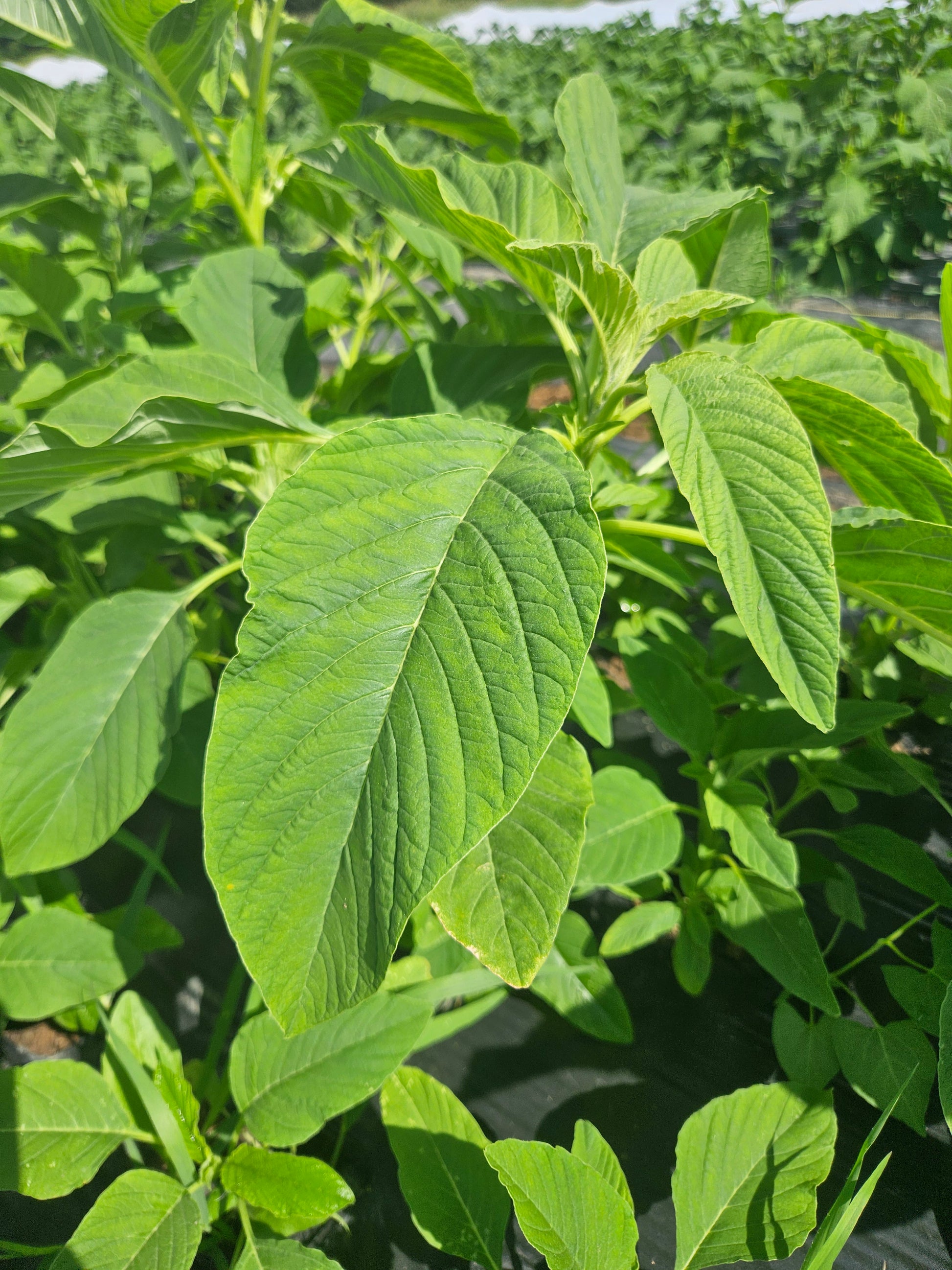Close-up of green leaves with a blurred background