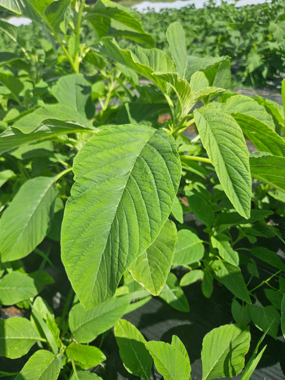 Close-up of green leaves with a blurred background