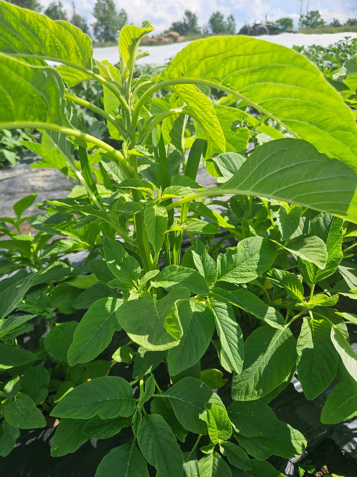 Close-up of green leaves with a blurred background