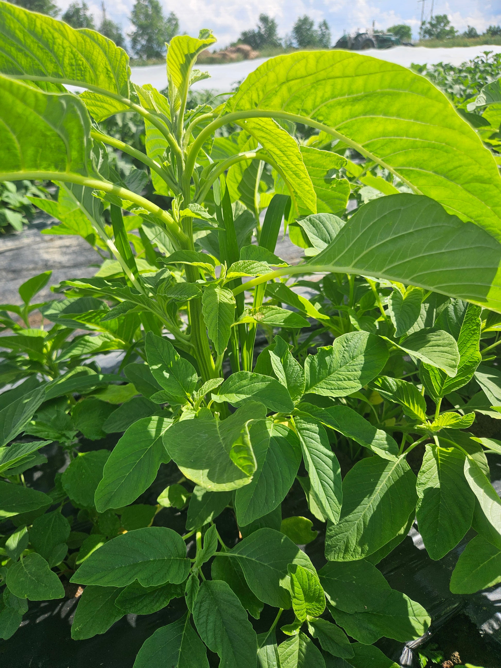Close-up of green leaves with a blurred background