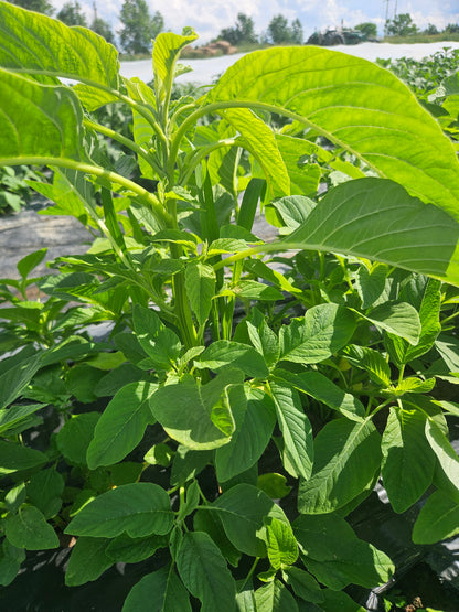 Close-up of green leaves with a blurred background